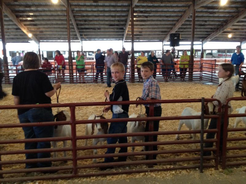 Andrew with his friend, Hayden showing does at Eldon Open Show