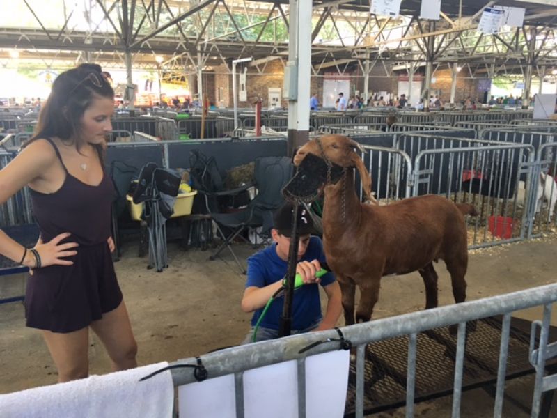 Allison supervising Andrew's clipping job!